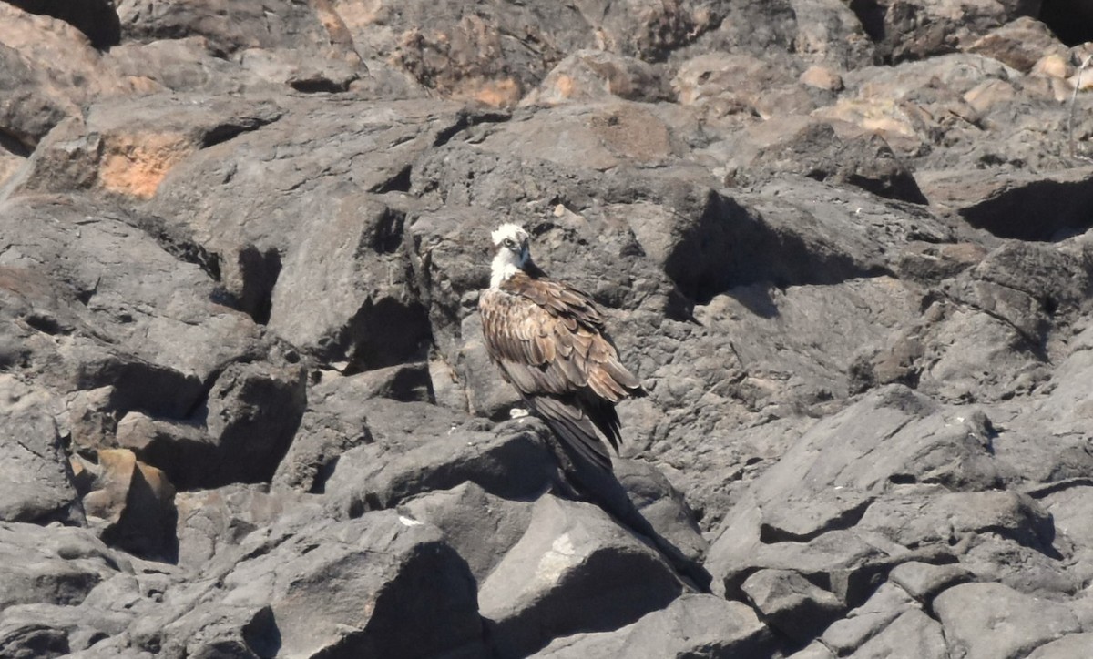 Águila Pescadora (haliaetus) - ML619983418