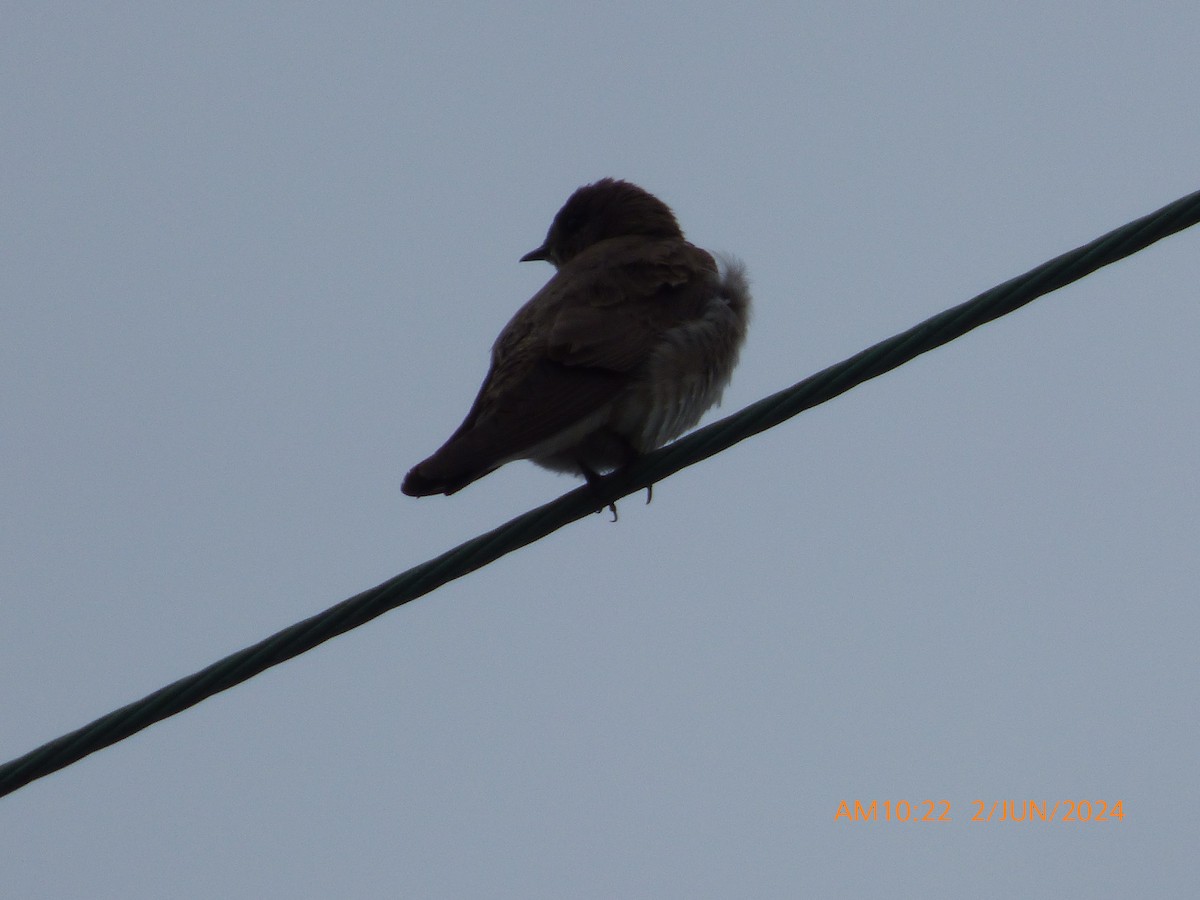 Northern Rough-winged Swallow - ML619983420