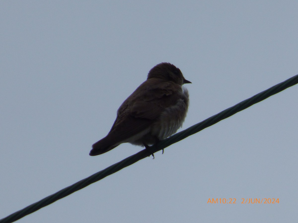Northern Rough-winged Swallow - ML619983421
