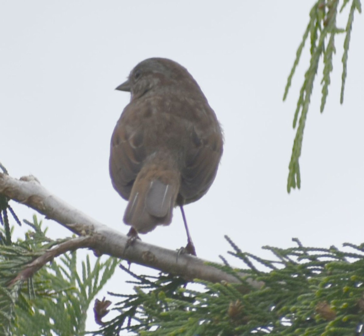 Song Sparrow - ML619983423