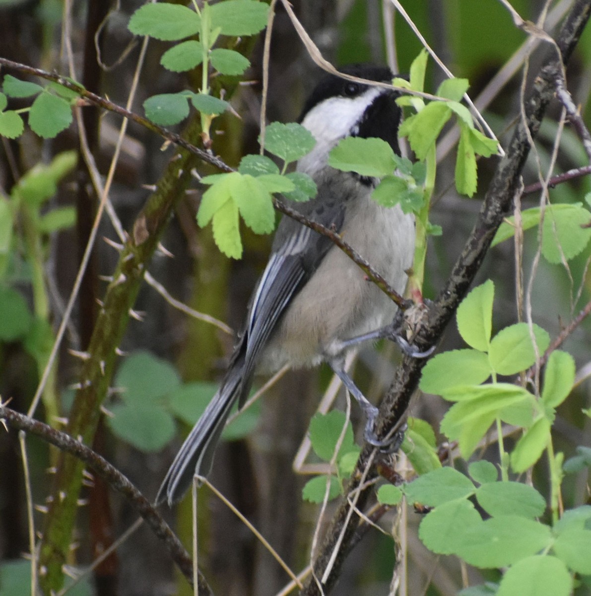 Black-capped Chickadee - ML619983427