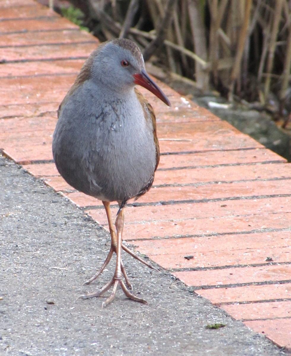 Water Rail - ML619983434