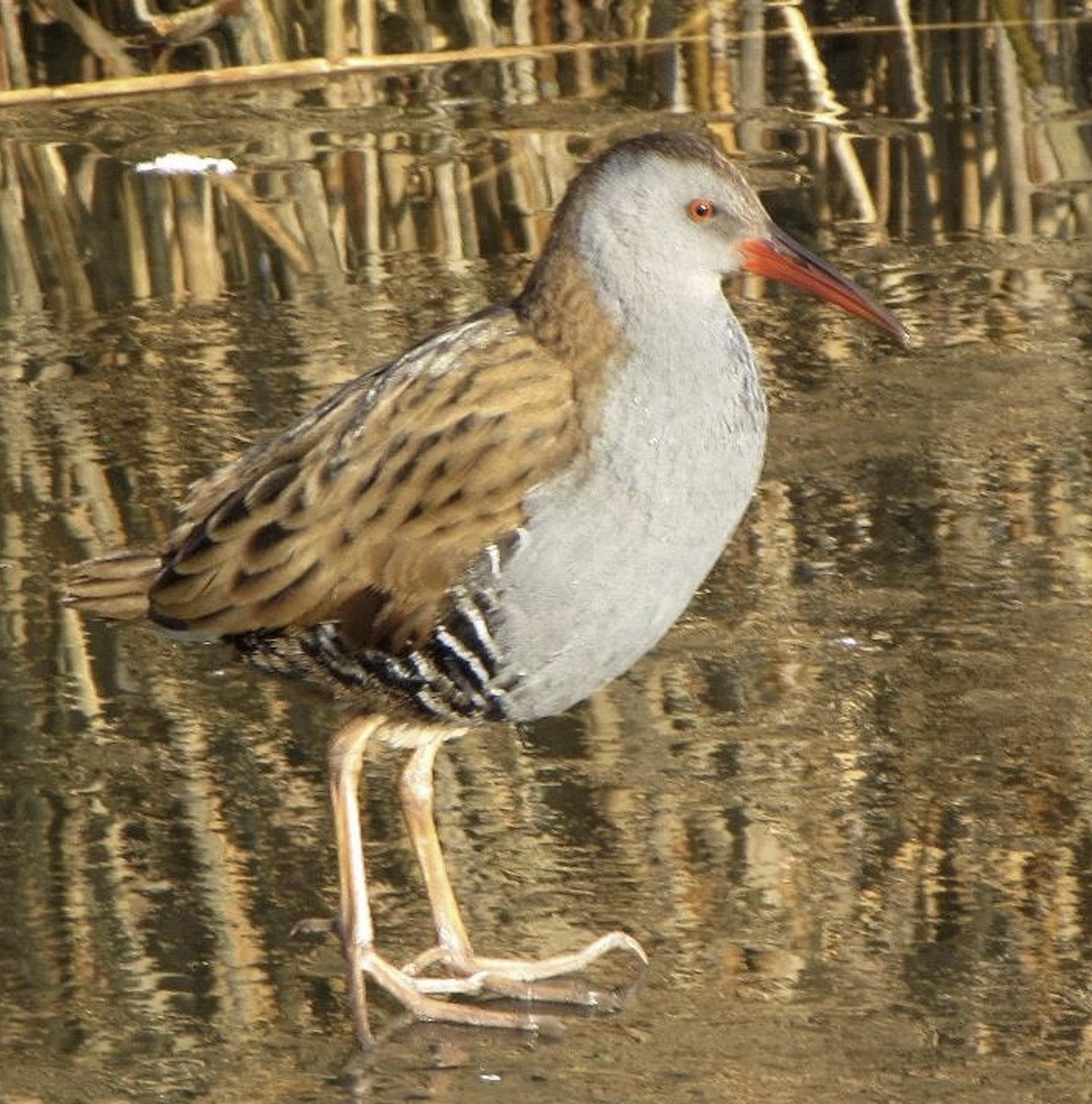 Water Rail - ML619983435