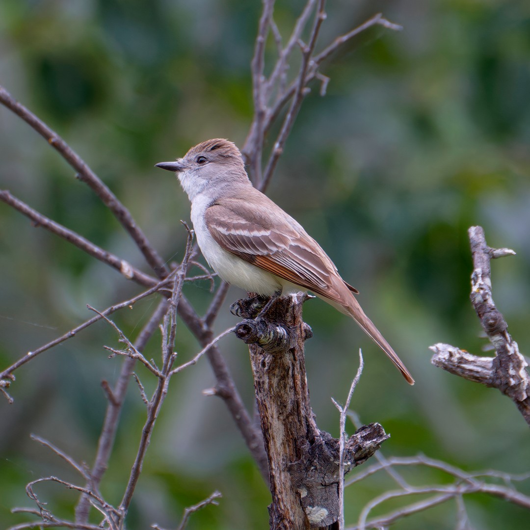 Ash-throated Flycatcher - ML619983437