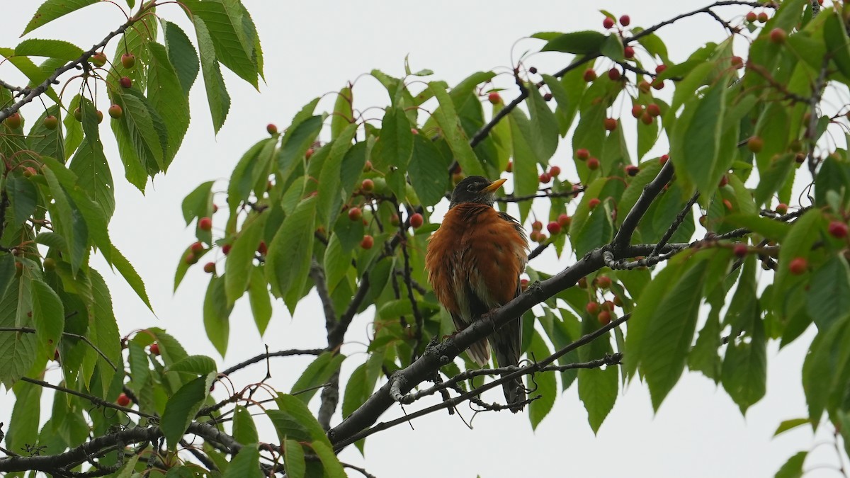 American Robin - ML619983442