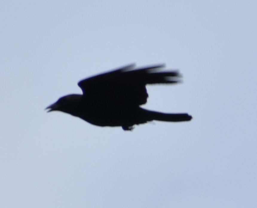 American Crow - ML619983445