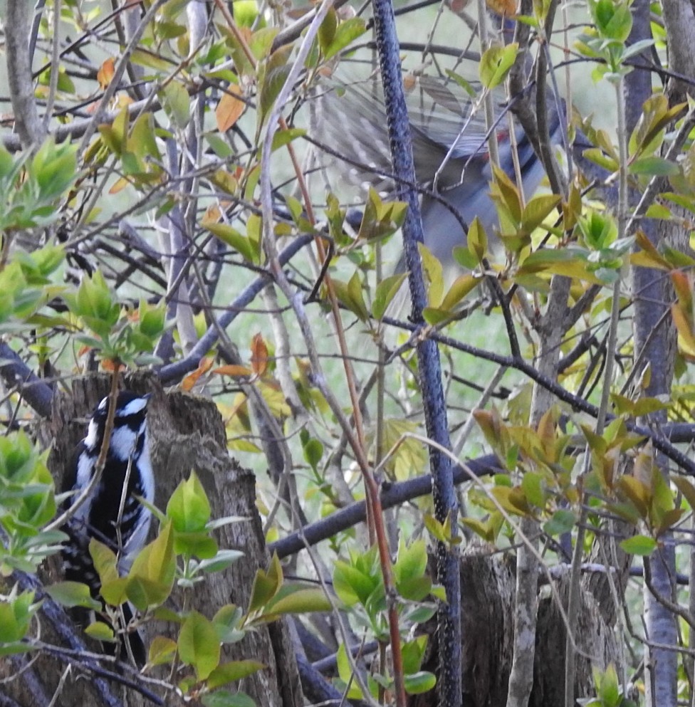 Downy Woodpecker - ML619983450