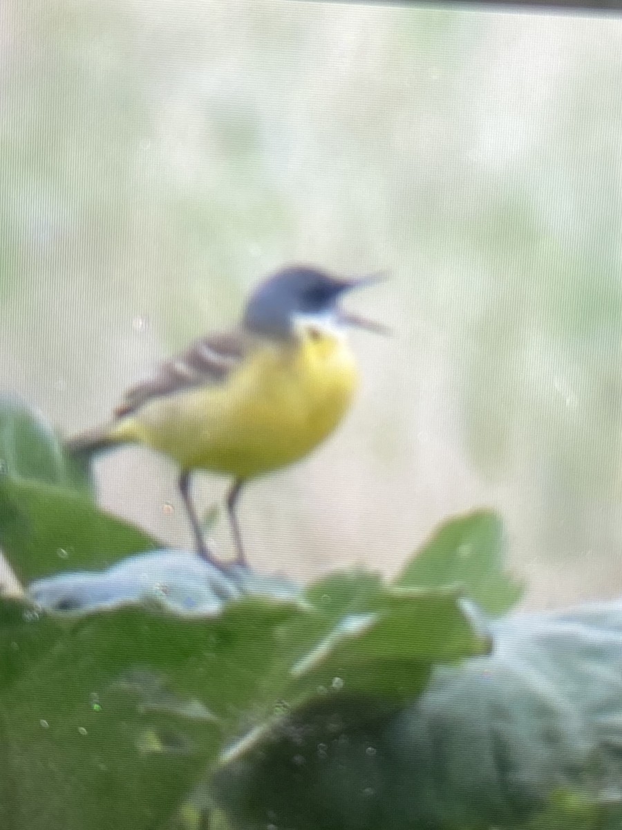 Western Yellow Wagtail (cinereocapilla) - ML619983453