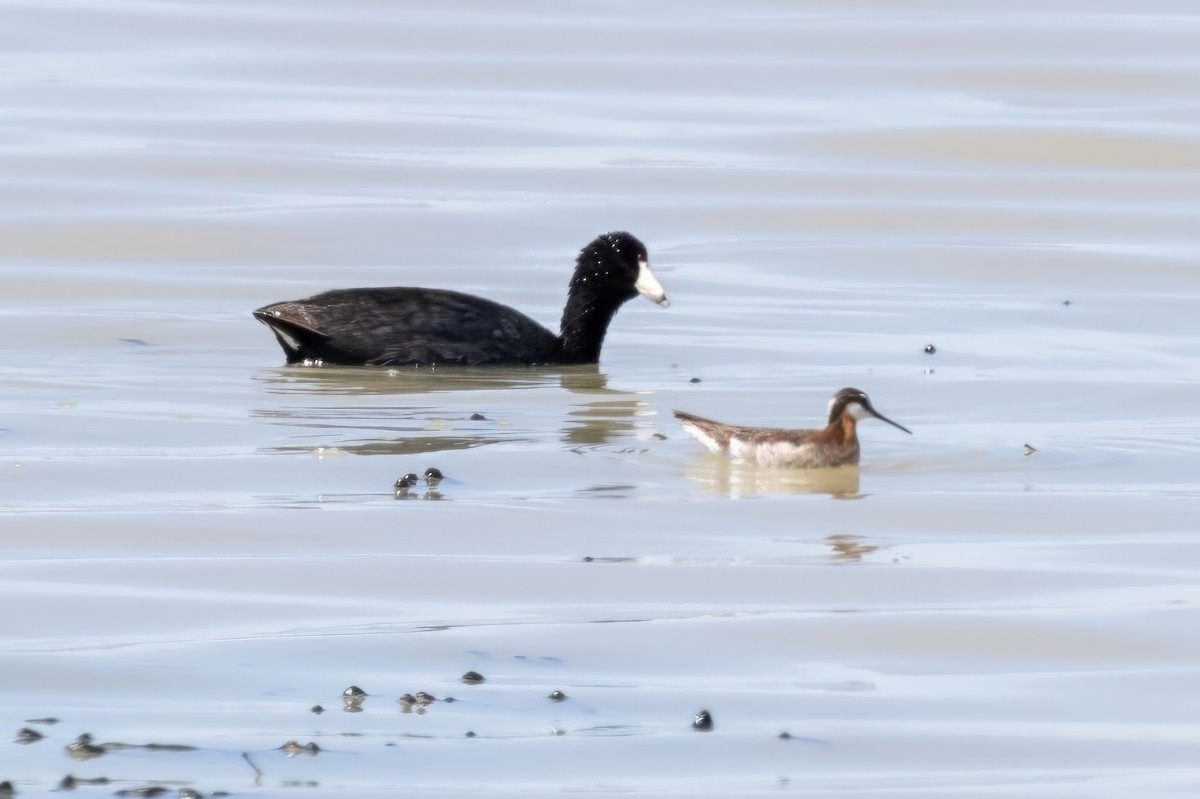 American Coot - ML619983460