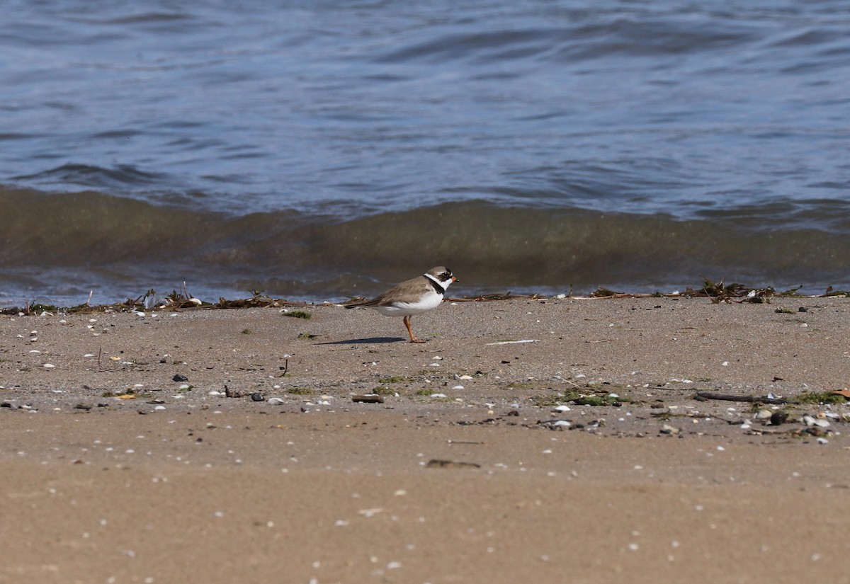 Semipalmated Plover - ML619983469