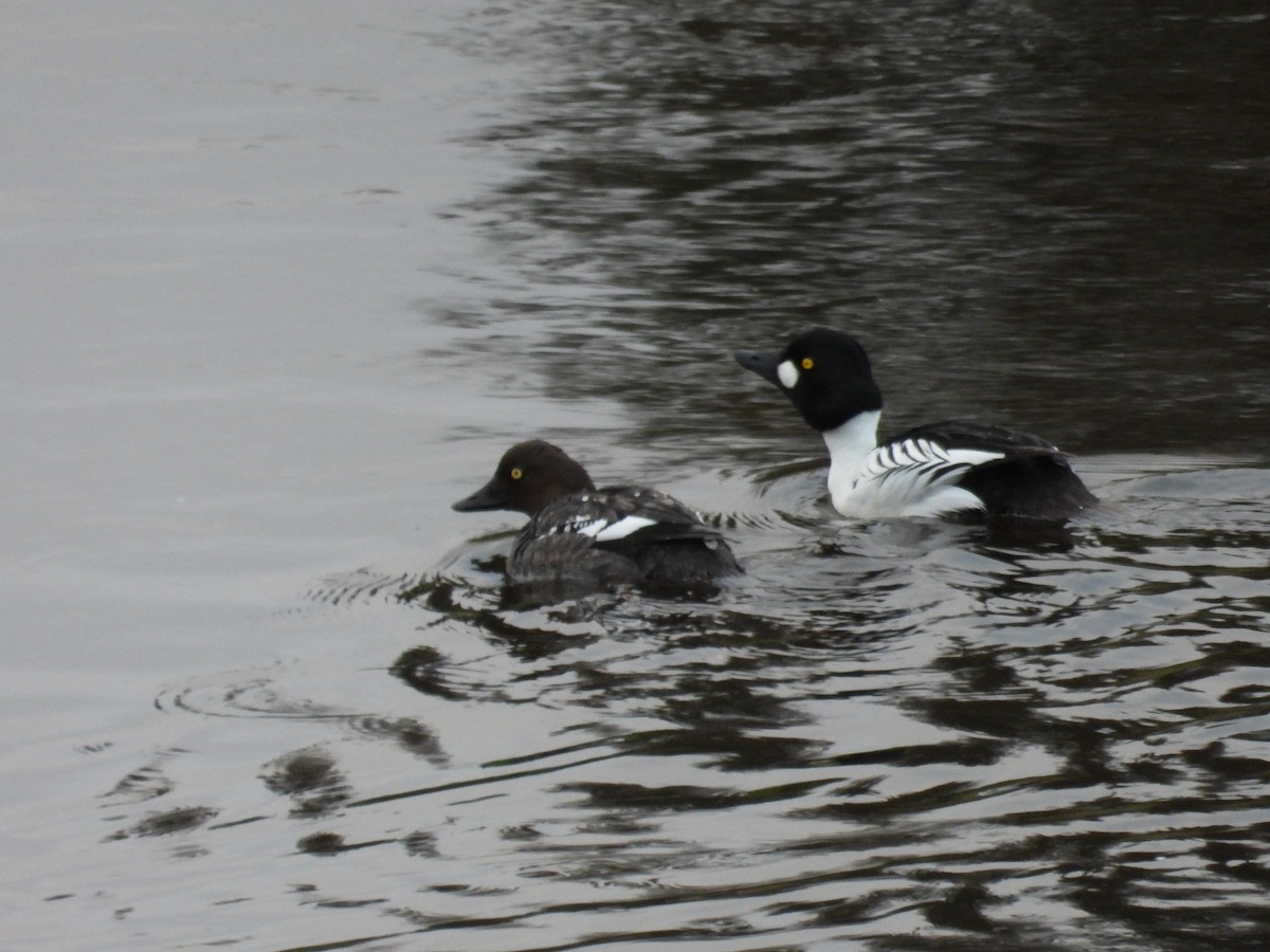 Common Goldeneye - ML619983470