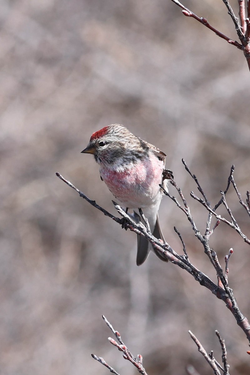 Common Redpoll - ML619983476