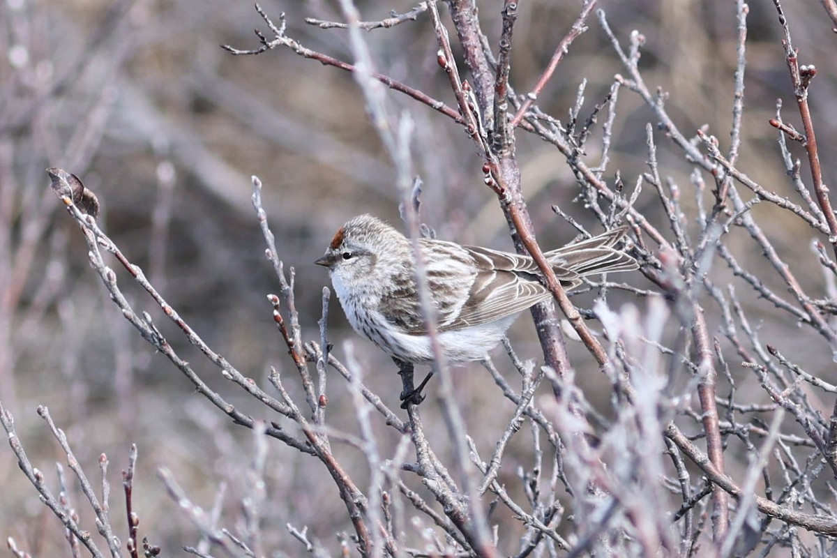 Hoary Redpoll - ML619983479