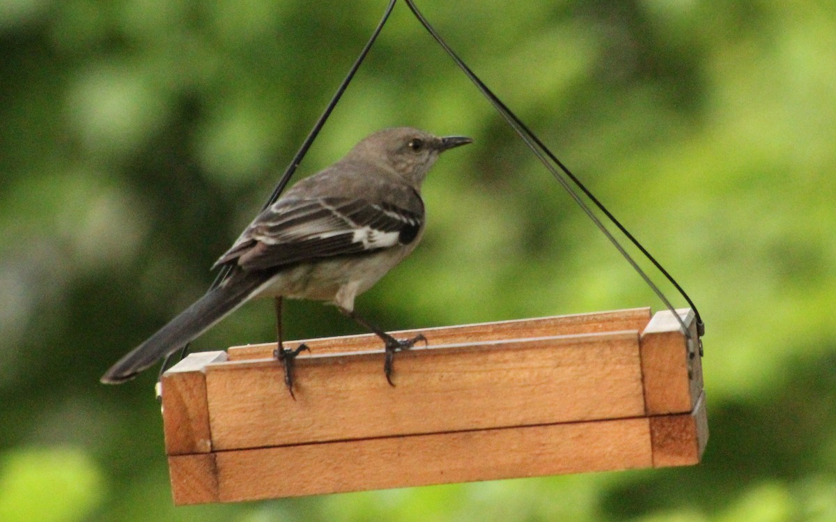 Northern Mockingbird - ML619983501