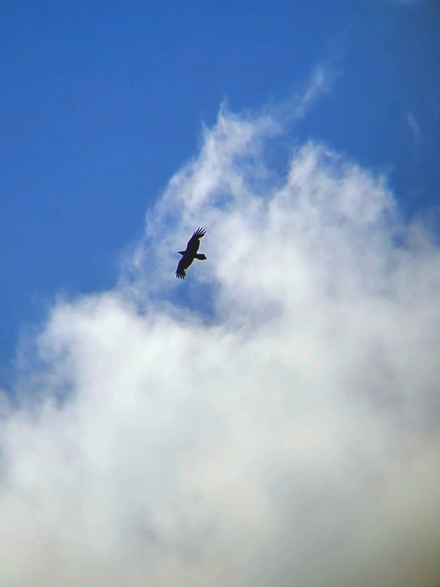 Cinereous Vulture - ML619983526