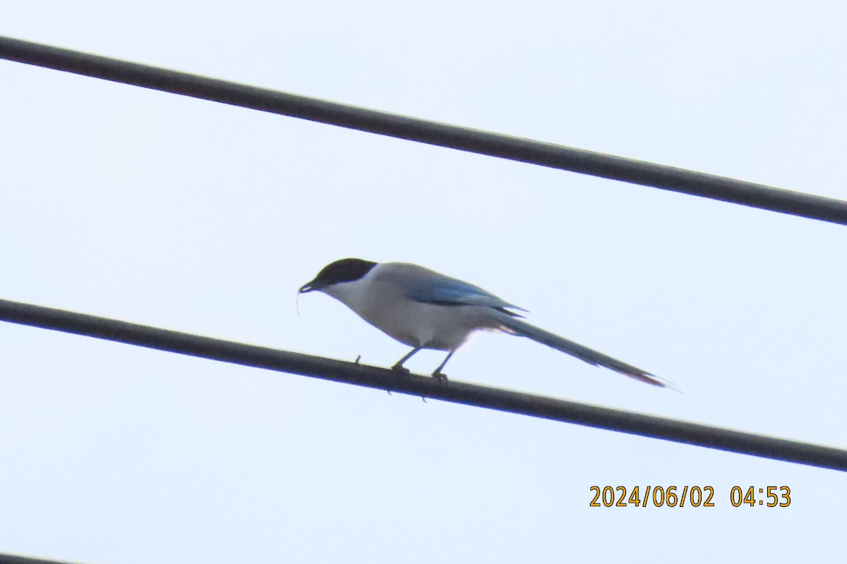 Azure-winged Magpie - ML619983532