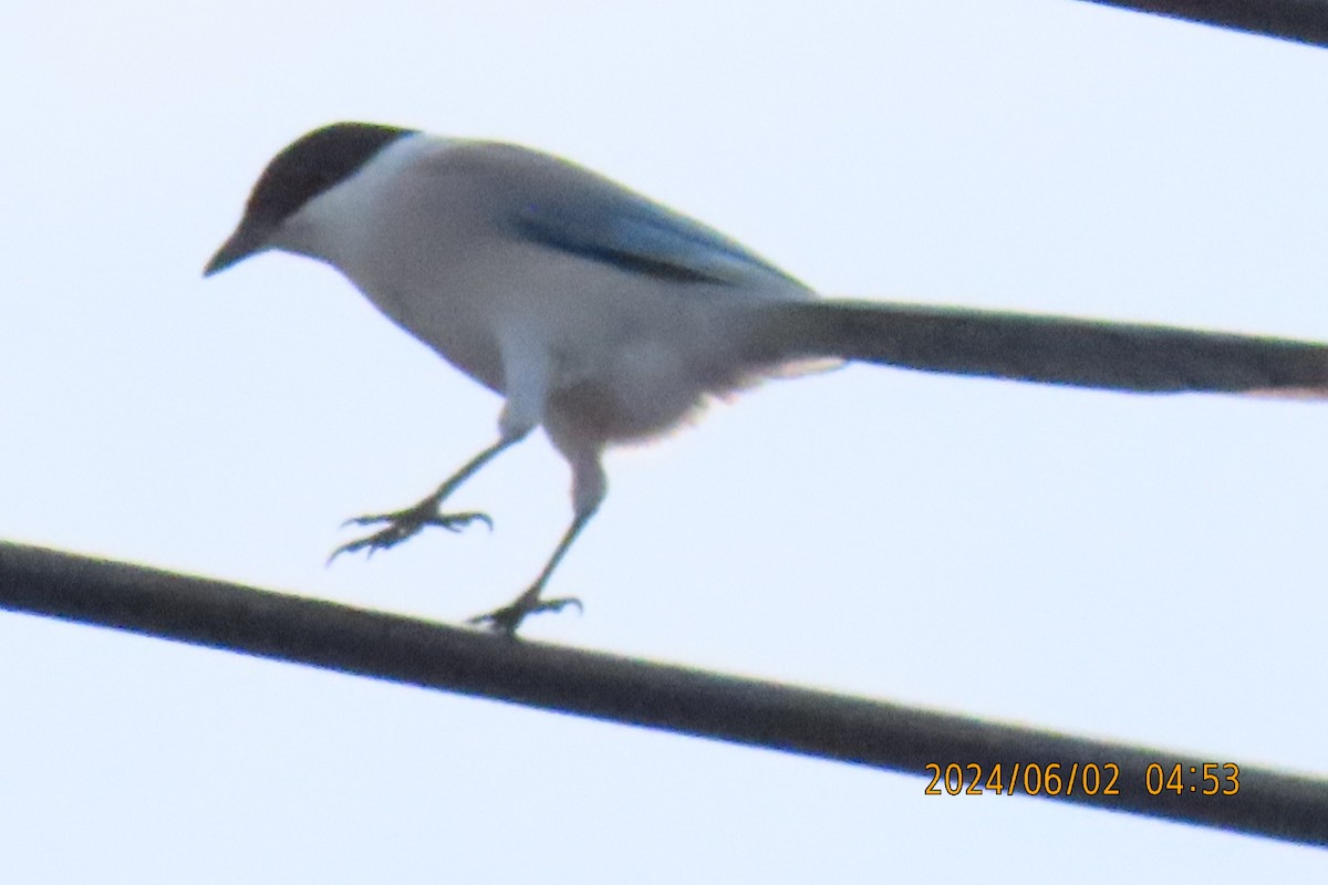 Azure-winged Magpie - ML619983533