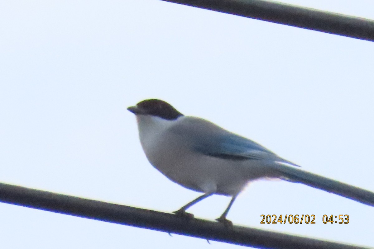 Azure-winged Magpie - ML619983538