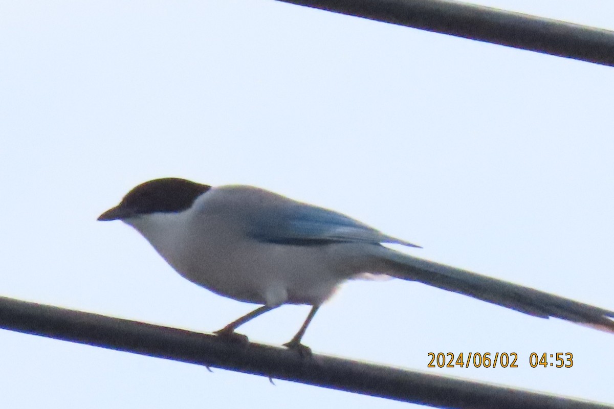 Azure-winged Magpie - ML619983542