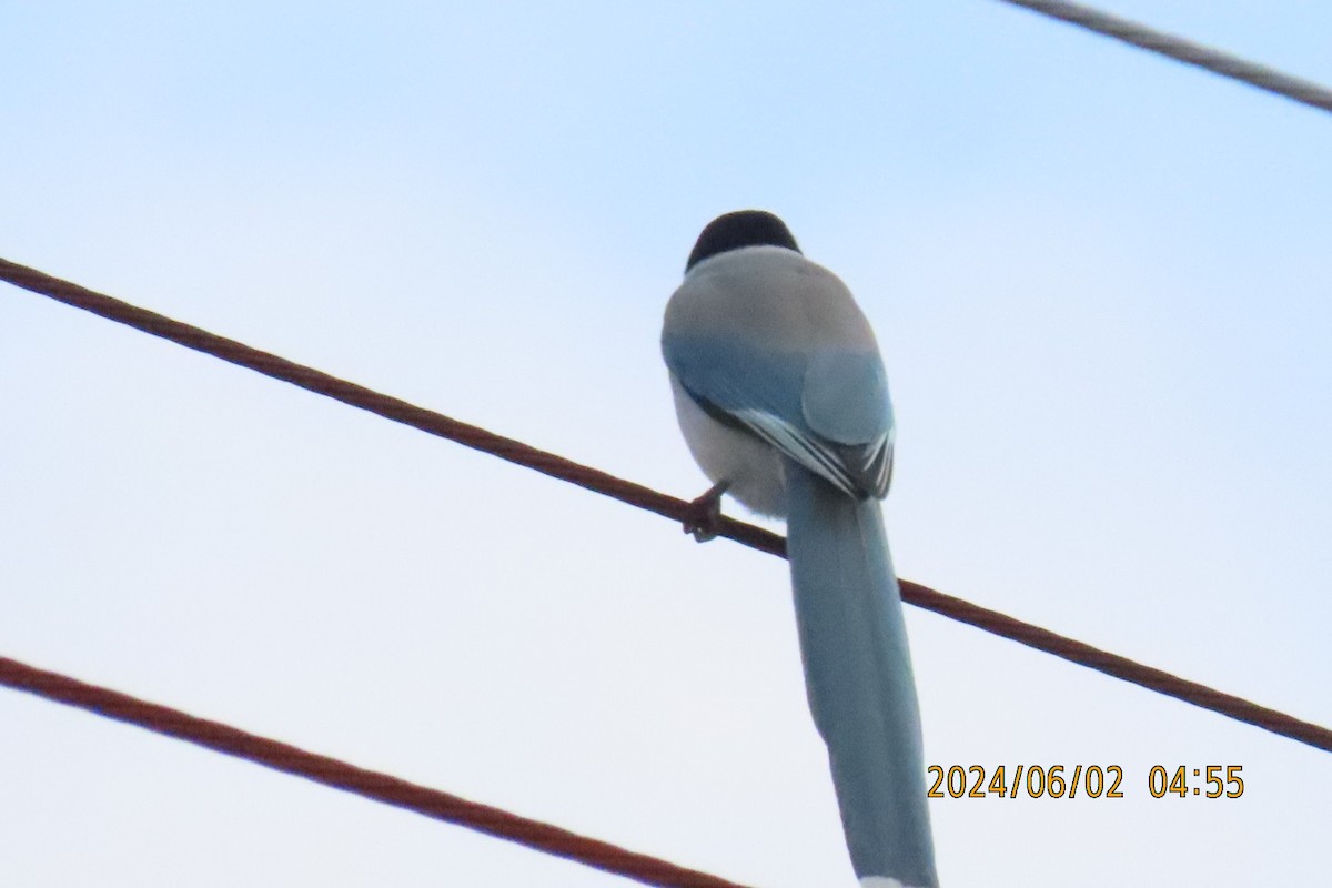 Azure-winged Magpie - ML619983544