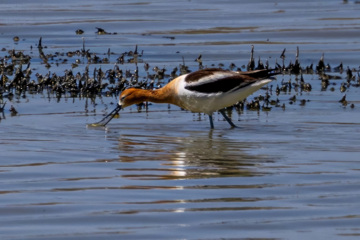 American Avocet - ML619983546