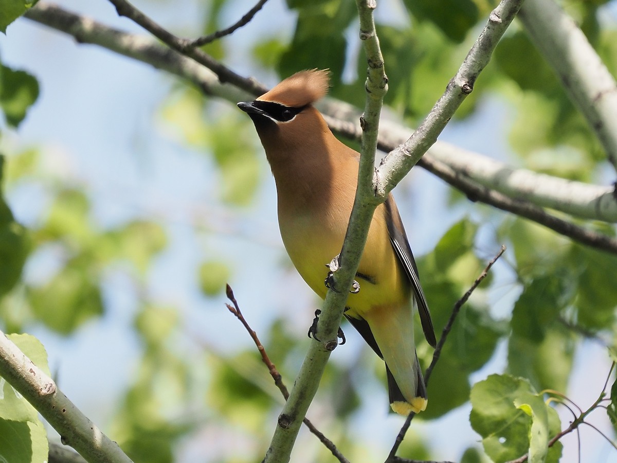 Cedar Waxwing - ML619983551