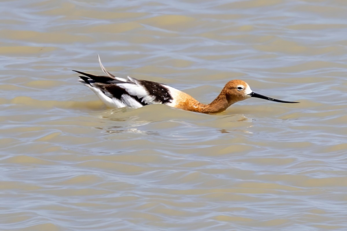 American Avocet - ML619983552