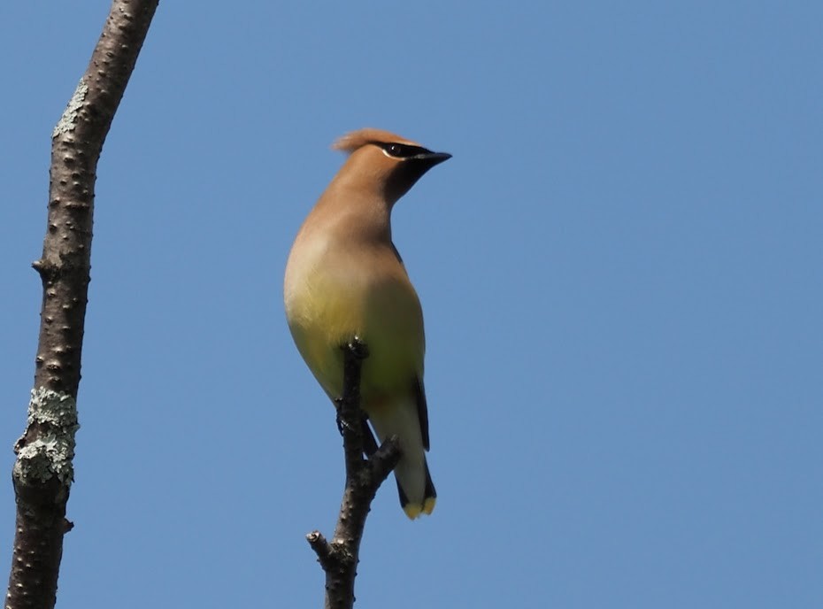 Cedar Waxwing - ML619983553