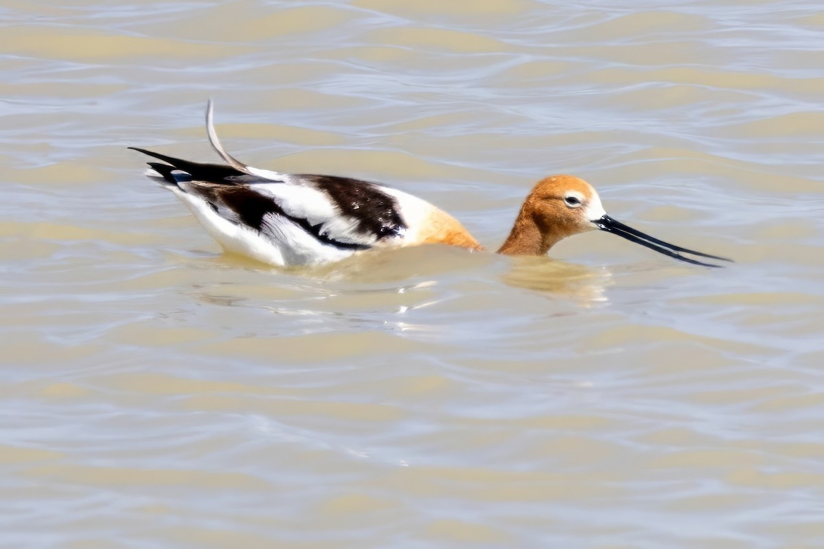 American Avocet - ML619983554