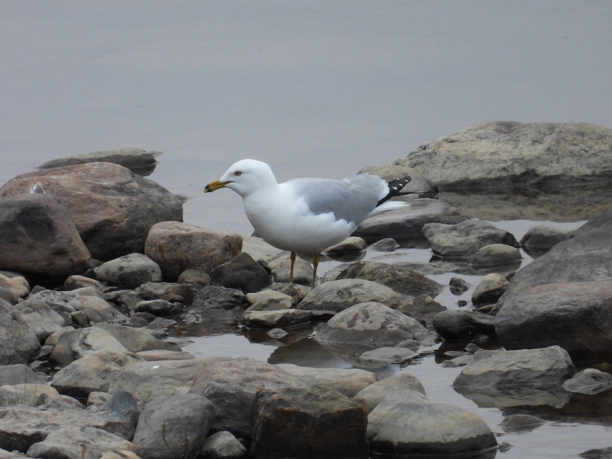 Ring-billed Gull - ML619983557