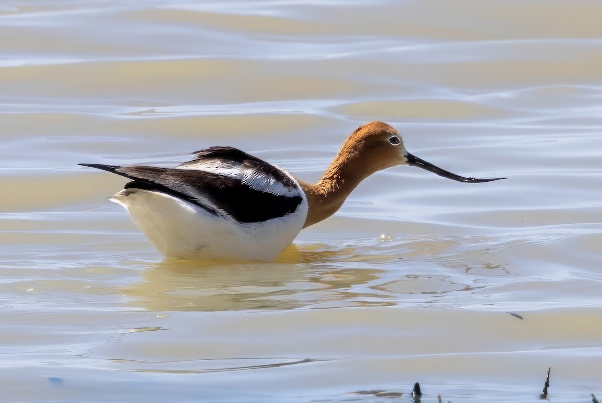 American Avocet - ML619983565