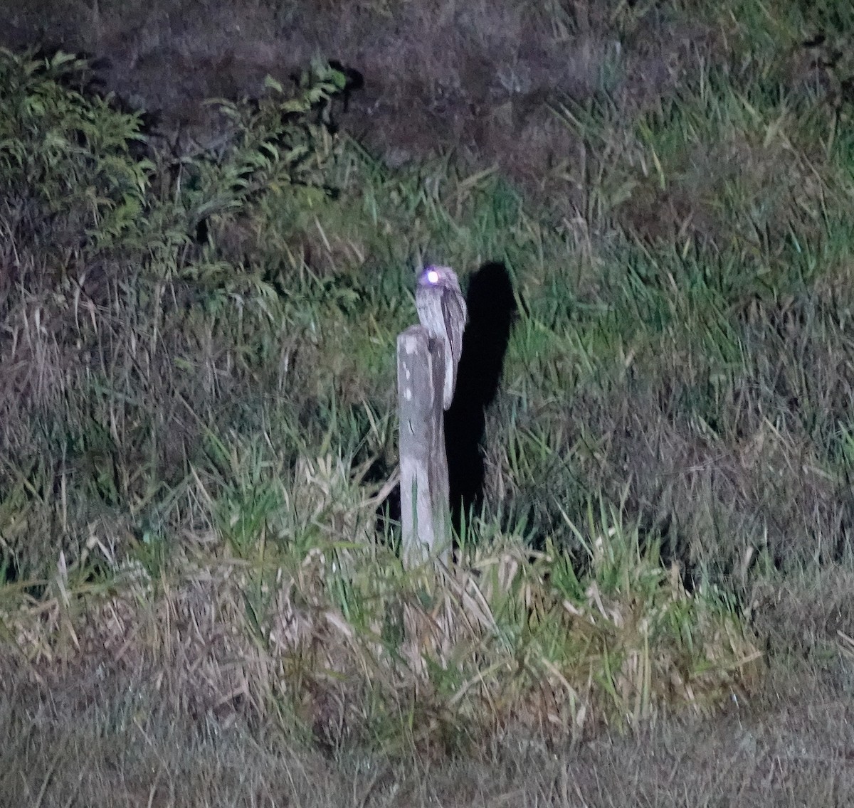 Northern Potoo - edgar cleijne