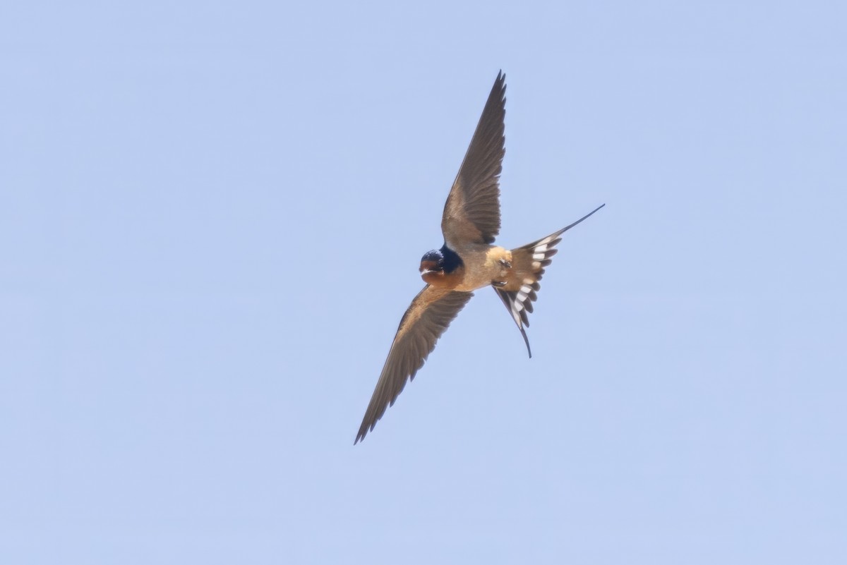 Barn Swallow - ML619983569