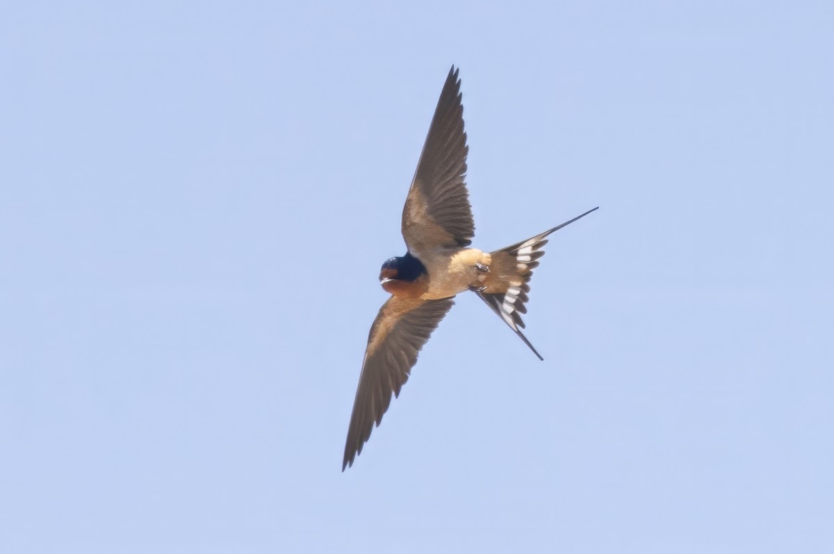 Barn Swallow - ML619983570