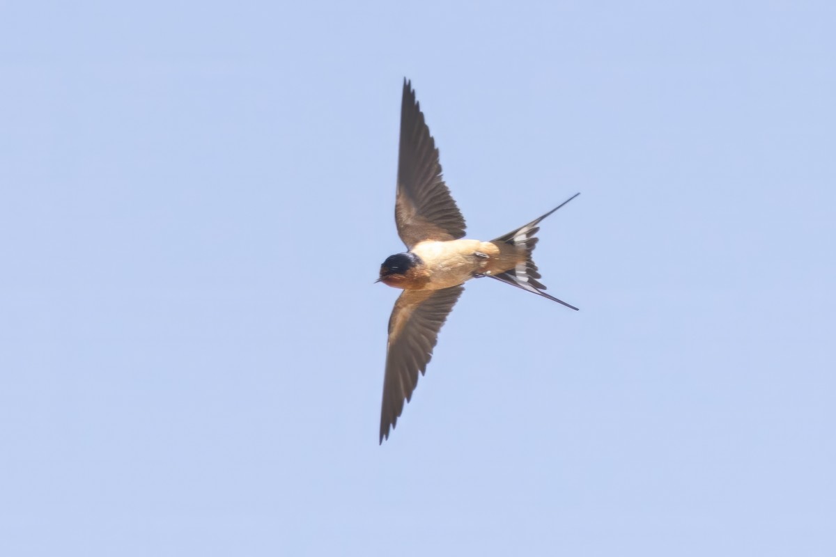 Barn Swallow - ML619983571