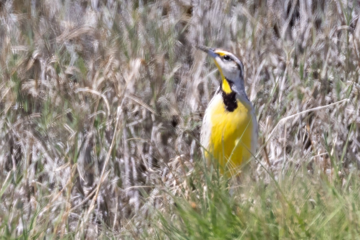 Chihuahuan Meadowlark - ML619983585