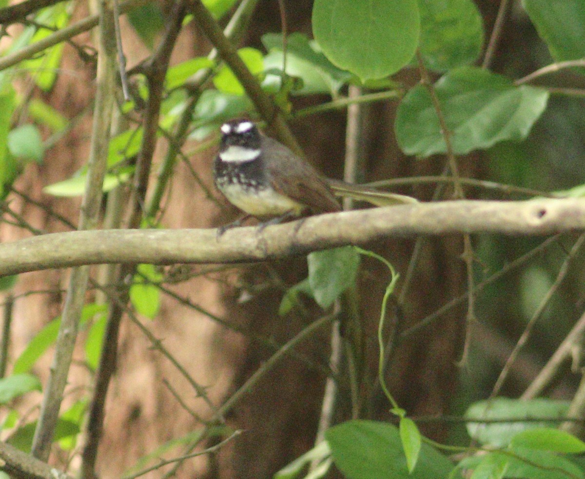 Spot-breasted Fantail - ML619983587