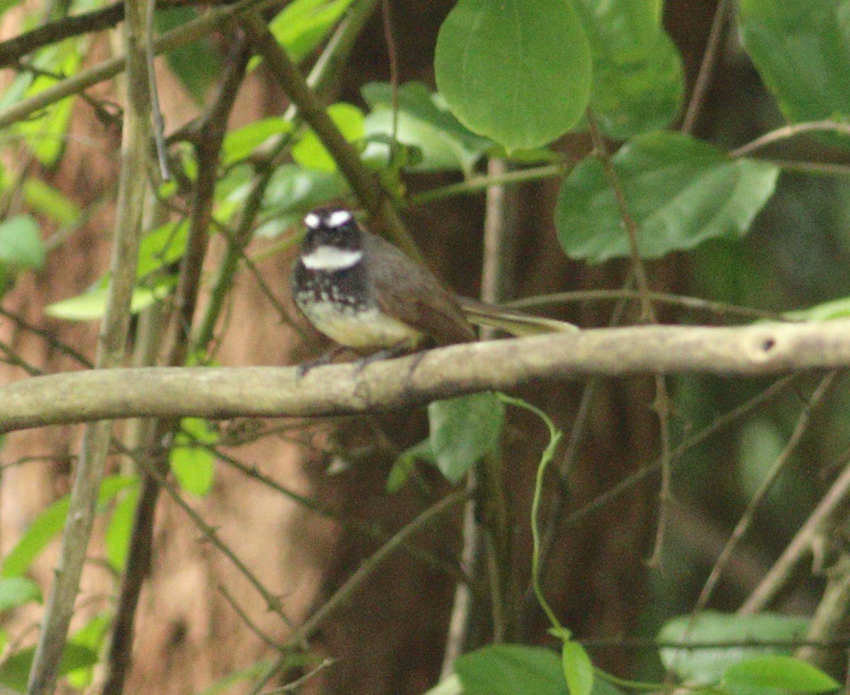 Spot-breasted Fantail - ML619983590