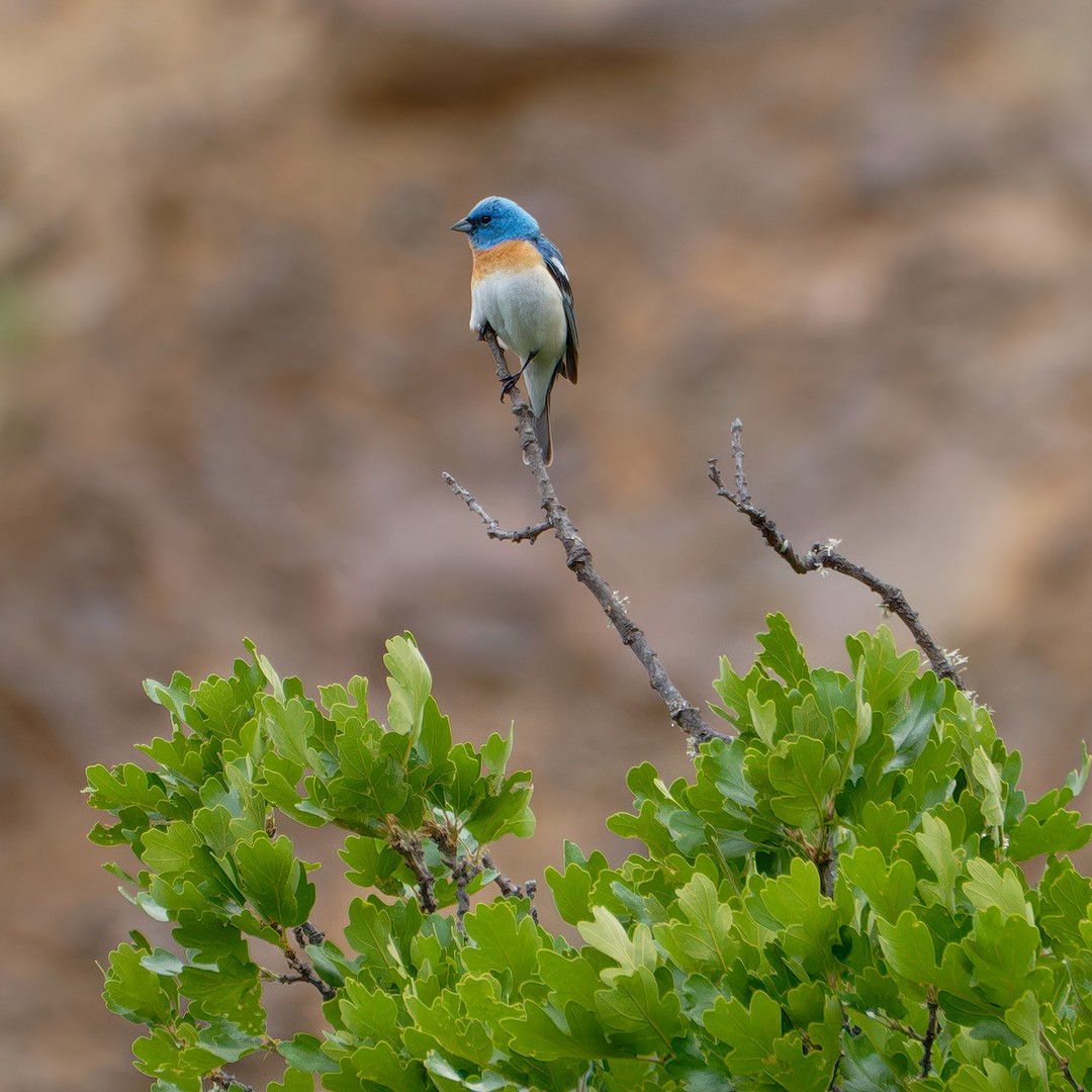 Lazuli Bunting - ML619983591