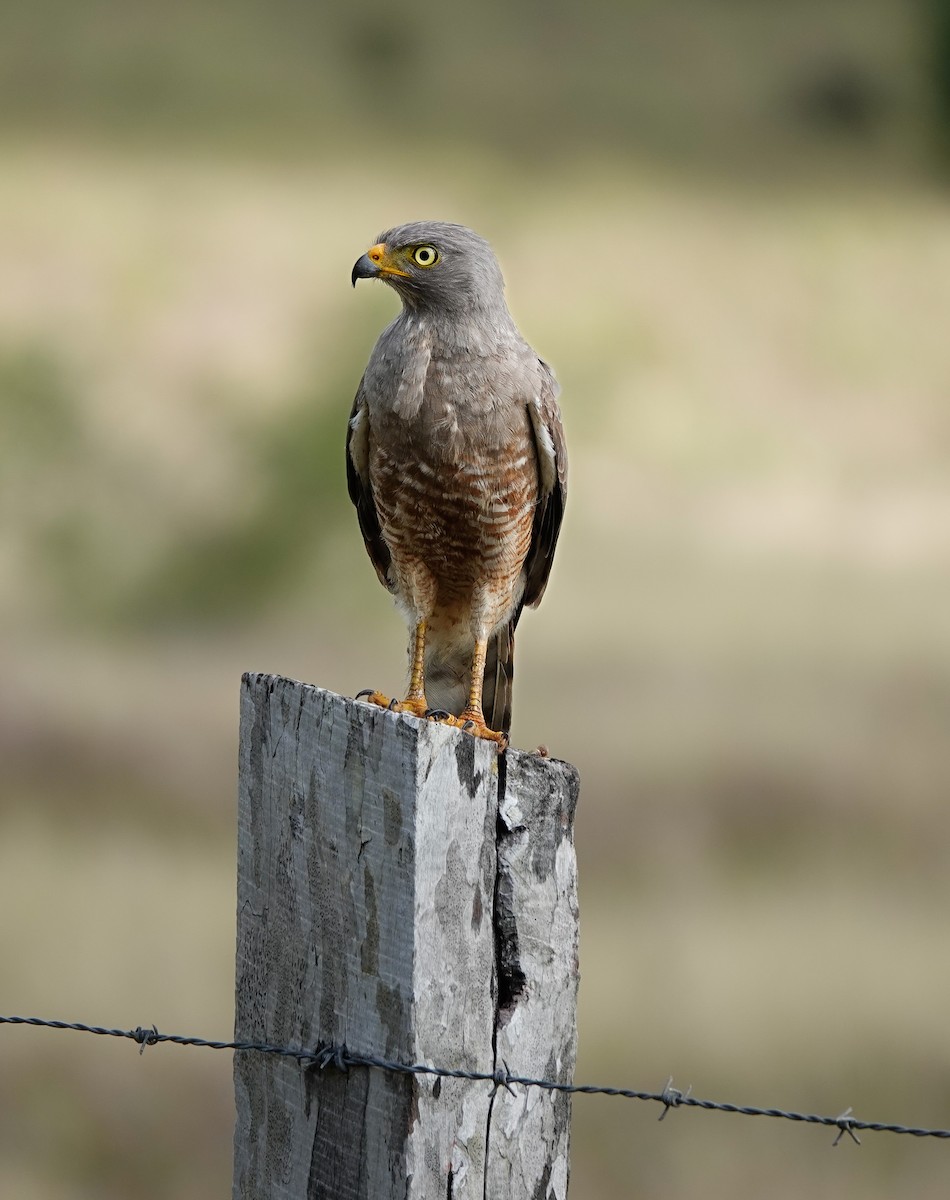 Roadside Hawk - ML619983594