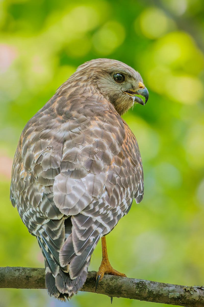 Red-shouldered Hawk - ML619983595