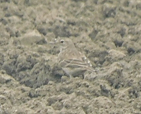 Water Pipit - ML619983596