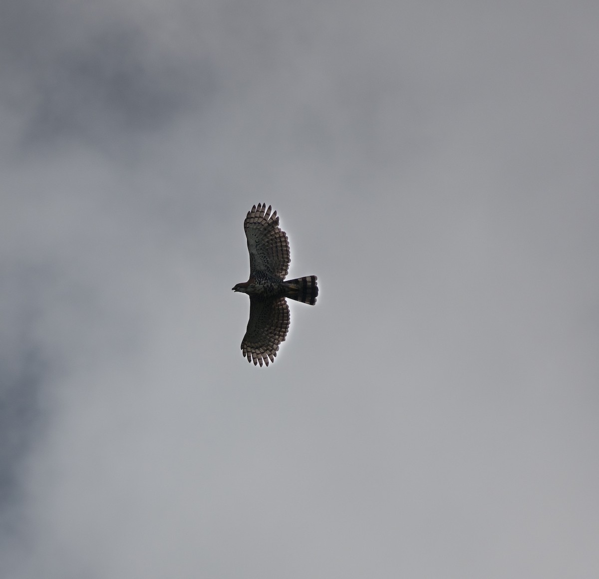 Águila Galana - ML619983597