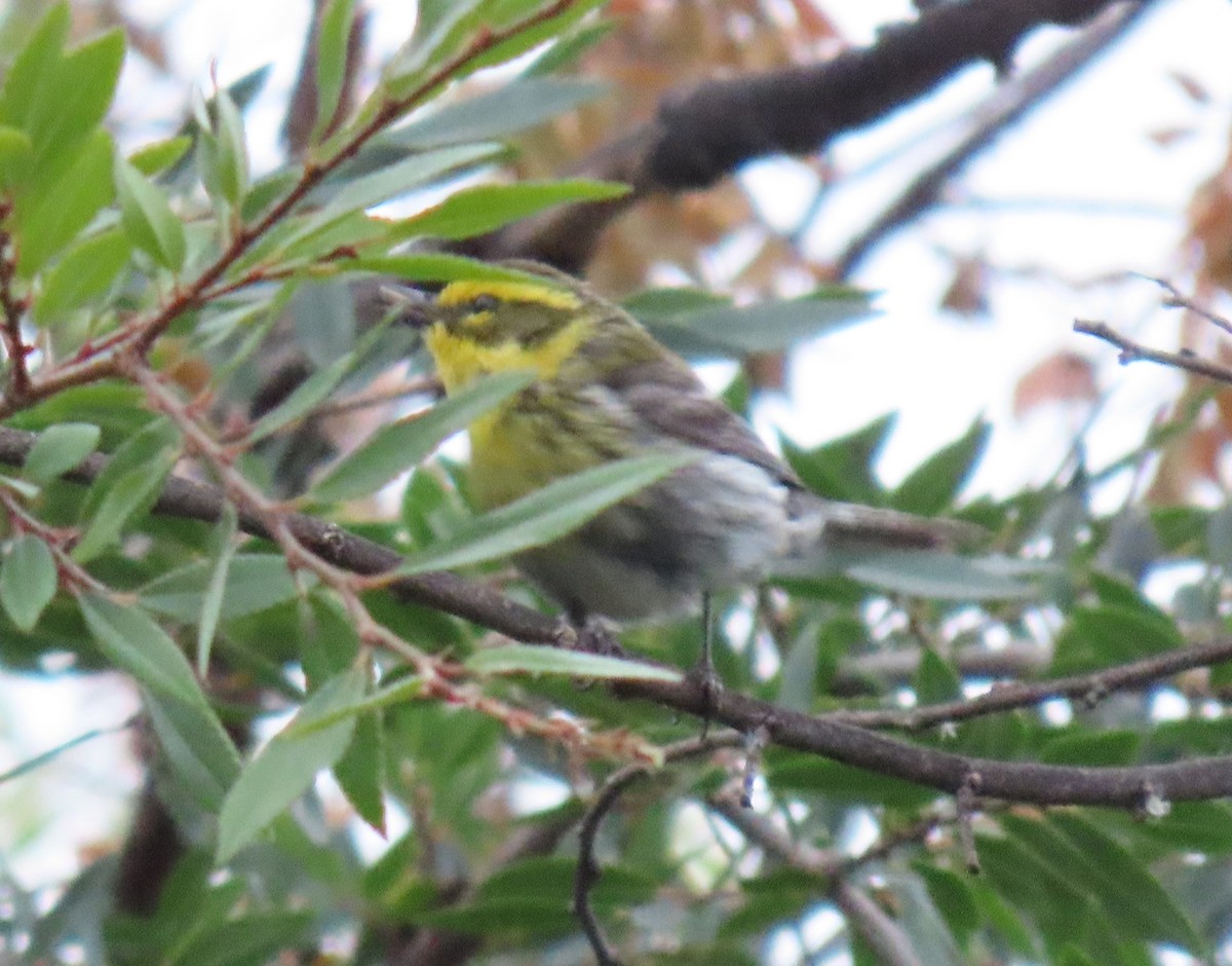 Townsend's Warbler - ML619983612