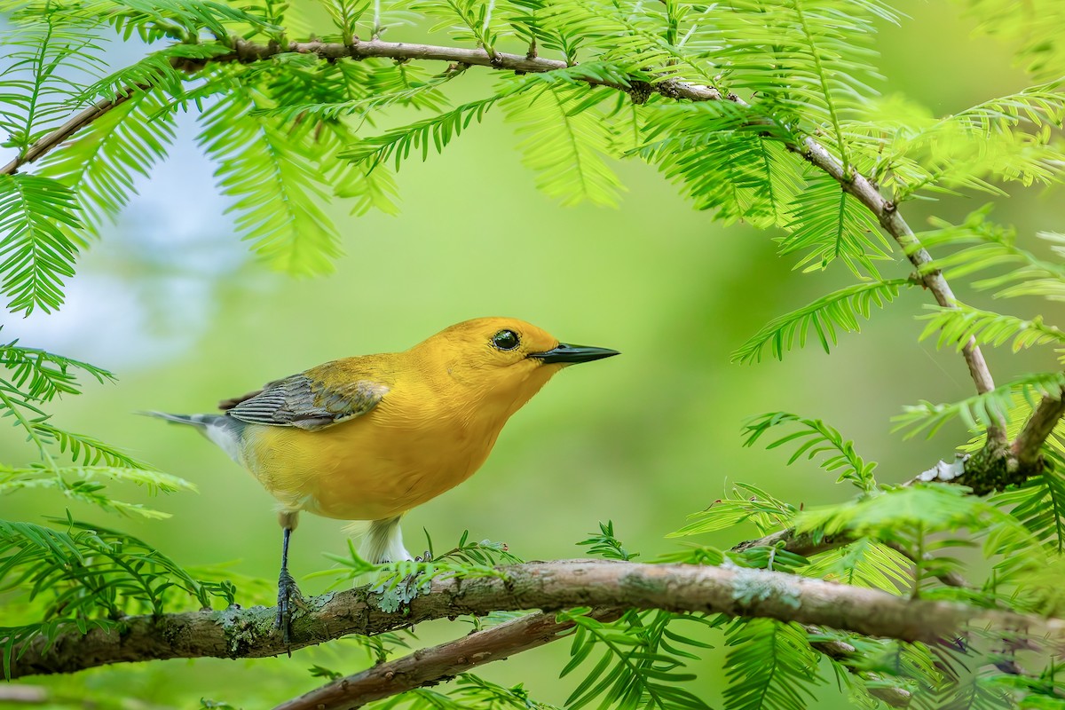 Prothonotary Warbler - ML619983615