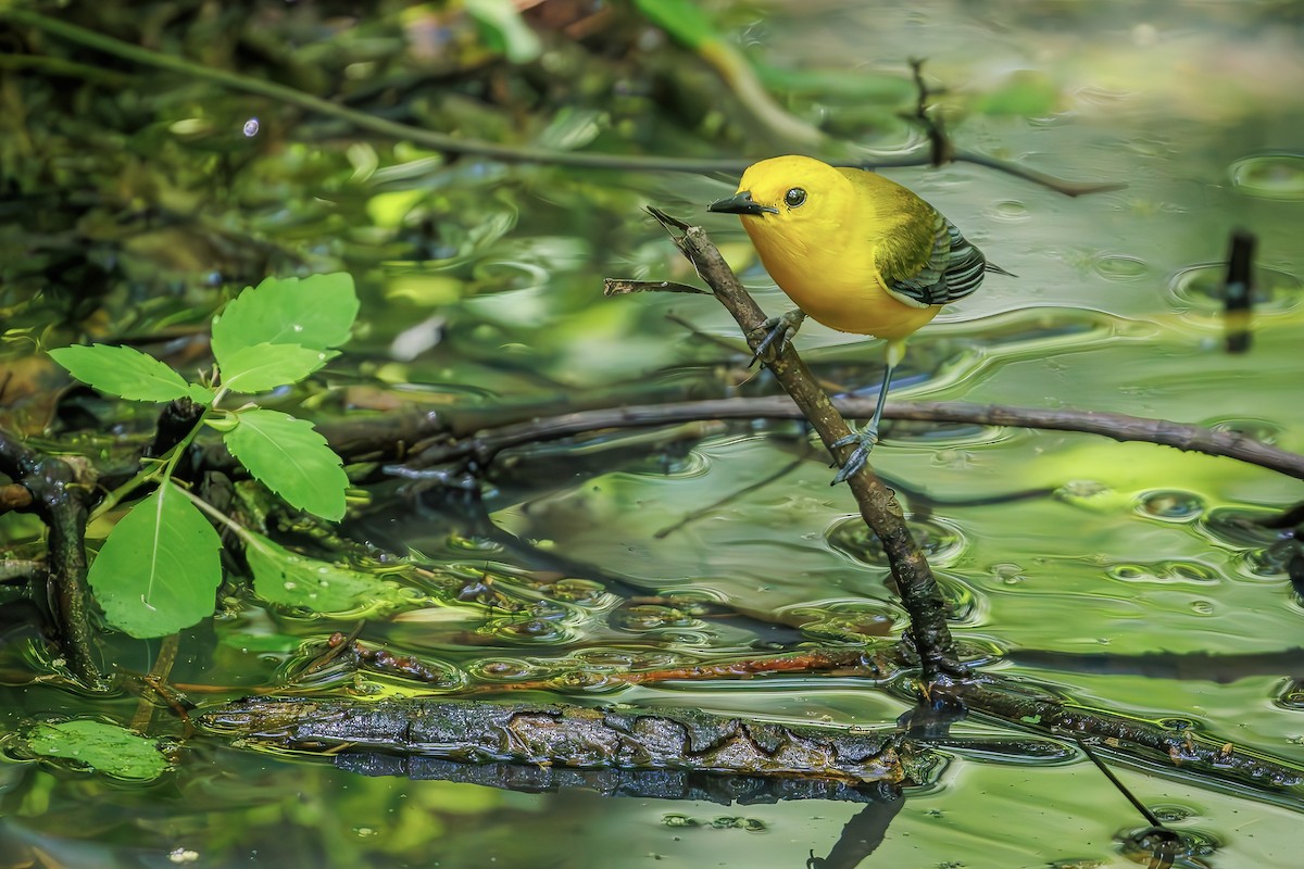 Prothonotary Warbler - ML619983616