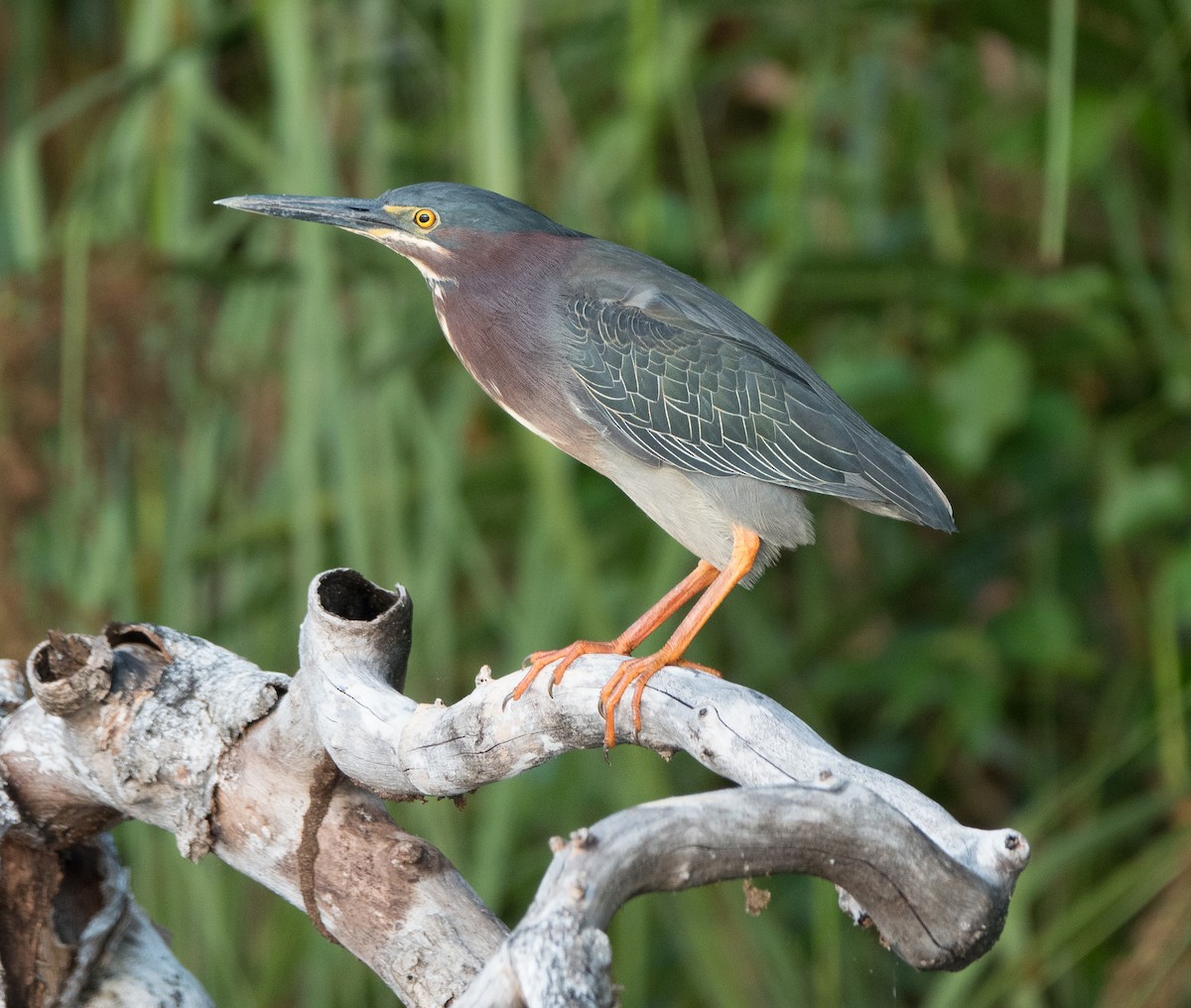 Green Heron - ML619983619