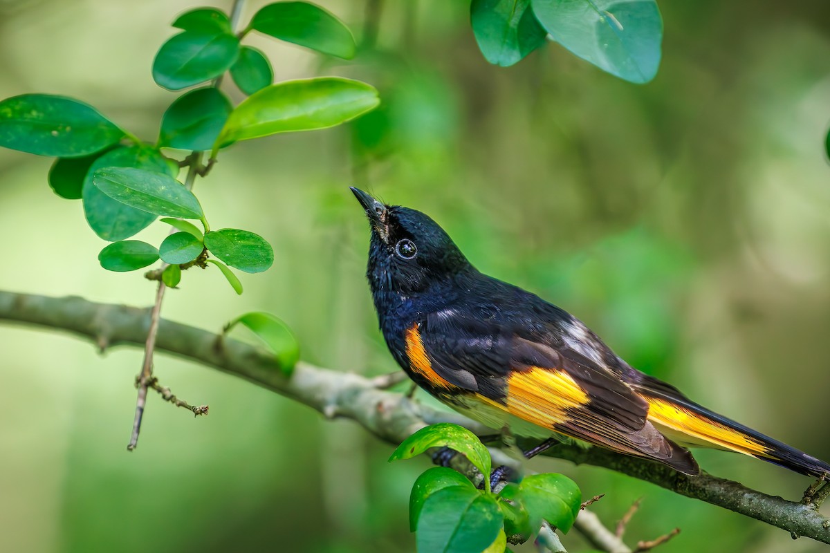 American Redstart - ML619983620