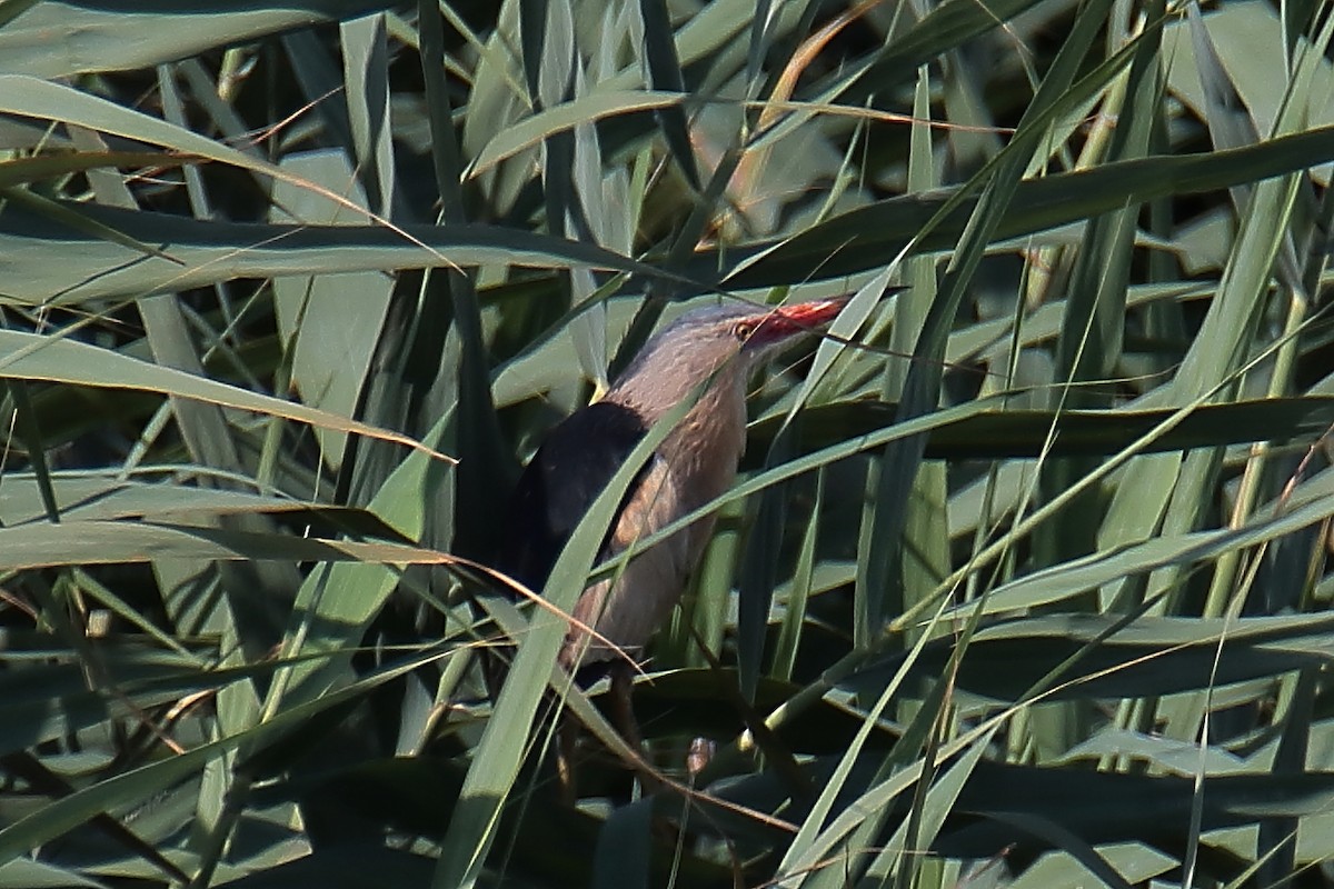 Little Bittern - ML619983621