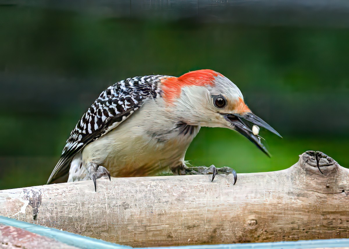 Red-bellied Woodpecker - ML619983623
